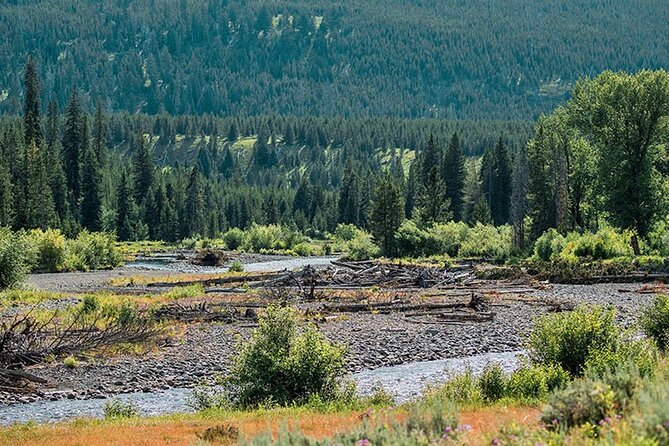 Lamar River Valley Day Hike Tour - Wildlife Encounters