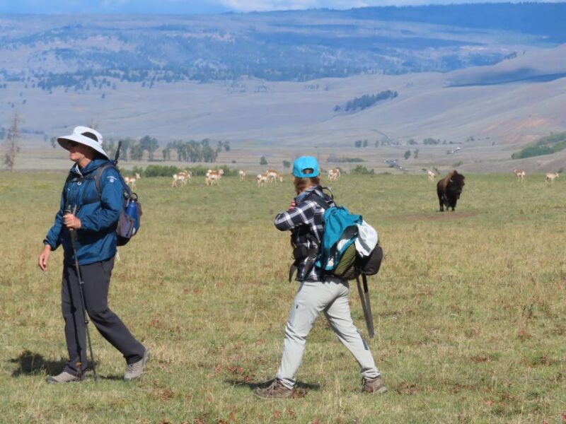 Lamar Valley: Safari Hiking Tour With Lunch - Hiking Details
