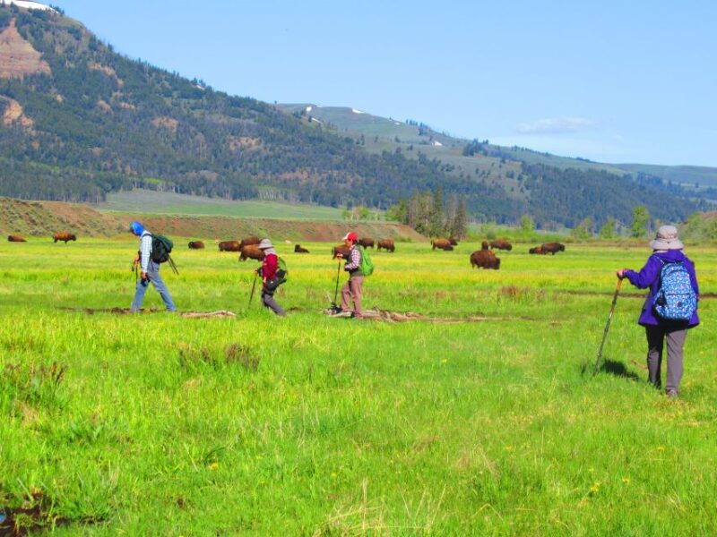 Lamar Valley: Safari Hiking Tour With Lunch - Participant Guidelines