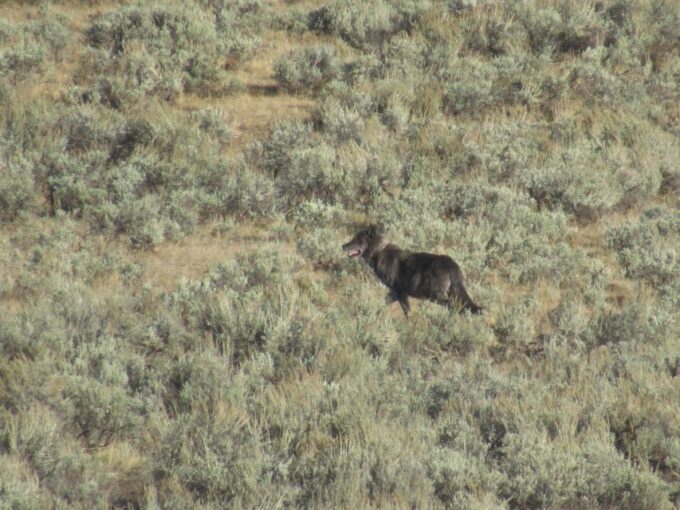 Lamar Valley: Safari Hiking Tour With Lunch - Meeting Point and Logistics