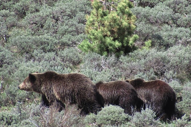 Lamar Valley Safari Hiking Tour With Lunch - Meeting and Pickup Details