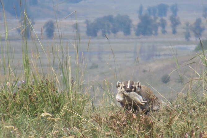 Lamar Valley Safari Hiking Tour With Lunch - Additional Important Information