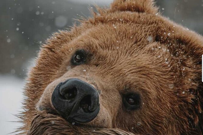 Lamar Valley: Winter Wildlife Safari + Lunch | Bozeman | PRIVATE - Key Points