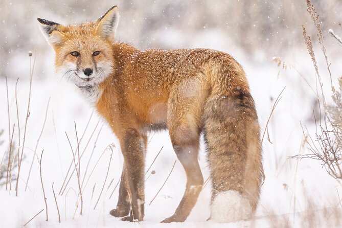 Lamar Valley: Winter Wildlife Safari + Lunch | Bozeman | PRIVATE - Tour Experience