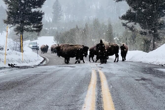 Lamar Valley: Winter Wildlife Safari + Lunch | Bozeman | PRIVATE - Additional Information