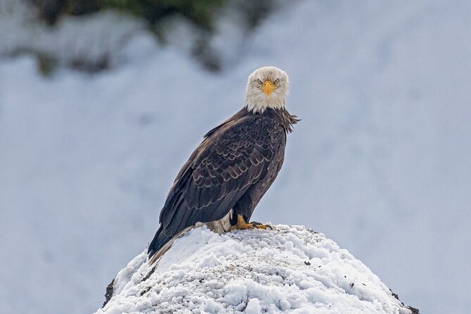 Lamar Valley: Winter Wildlife Safari + Lunch | Bozeman | PRIVATE - Exploring Lamar Valley