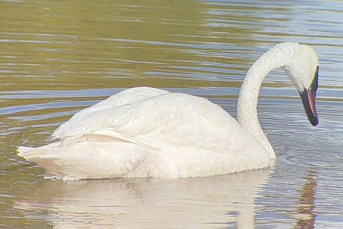 Lamar Valley: Winter Wildlife Safari + Lunch | Bozeman | PRIVATE - Gourmet Lunch Highlights