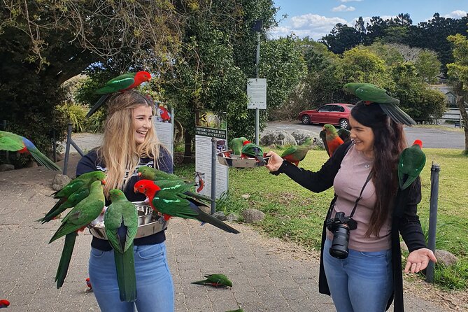 Lamington National Park, OReillys & Vineyard Tour - Itinerary Highlights