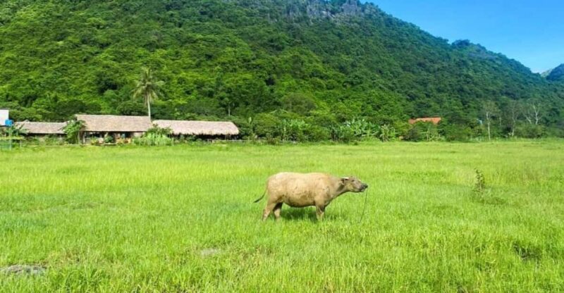 Lan Ha Bay Cruise 2d1n: BBQ Dinner and Ancient Village - Activities and Experiences