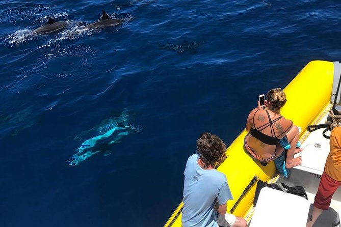 Lanai Deluxe Dolphin Adventure & 3 Snorkel Sites - Exploring the Underwater World