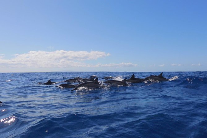 Lanai Deluxe Dolphin Adventure & 3 Snorkel Sites - What to Expect on the Tour