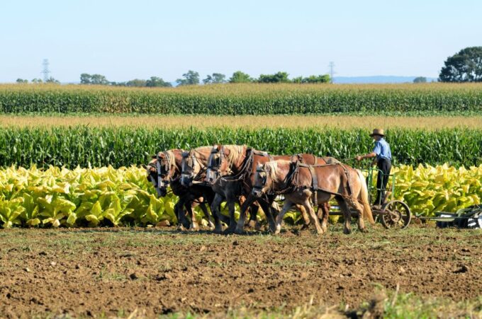 Lancaster County: Amish Farmlands, Museum Tour, Farm Visit - Purchasing Amish-Made Goods