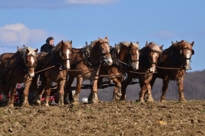 Lancaster County: Amish Farmlands, Museum Tour, Farm Visit - Frequently Asked Questions