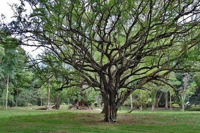 Lancetilla Botanical Garden From San Pedro Sula - Experiencing the Guided Tour