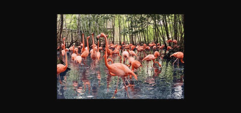 LAND DAYTOUR ISLAND OF CHARM + VISIT TO THE AVIARY - Transportation and Route