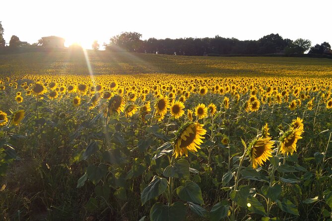 Land of Painters - the Origins of the Tuscan Landscape - Comfortable and Hassle-free Tour Experience