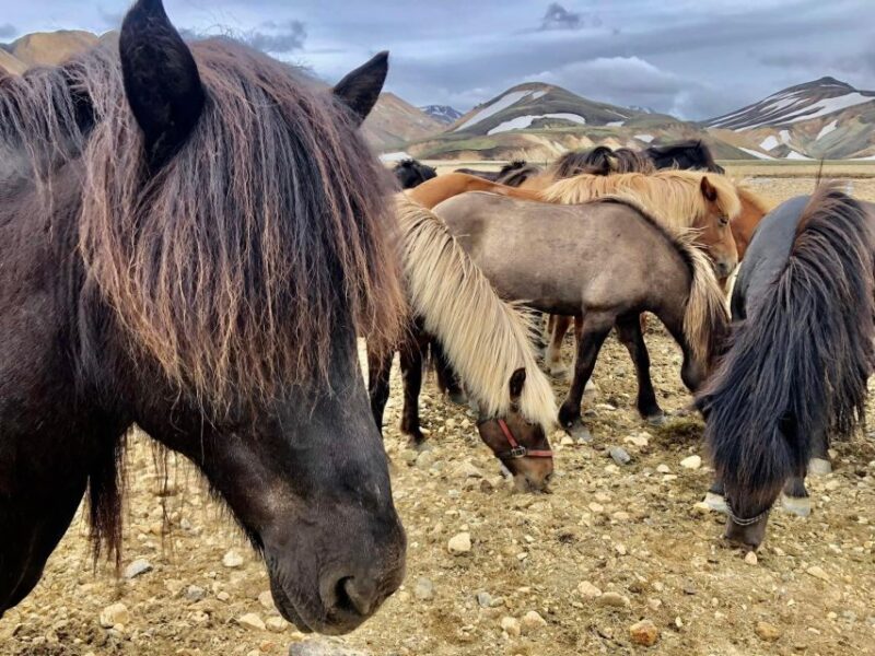 Landmannalaugar Jeep Tour - Inclusions