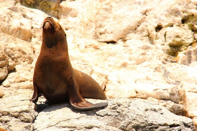 Lands End Sightseeing Boat Tour in Los Cabos - Traveler Reviews and Feedback