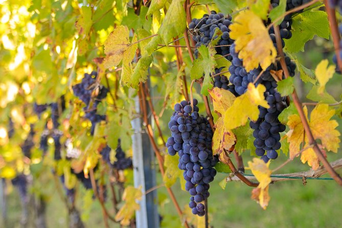 Langhe Del Barolo Private E-Bike Tour - Asphalt and Dirt Road - Location and Meeting Point
