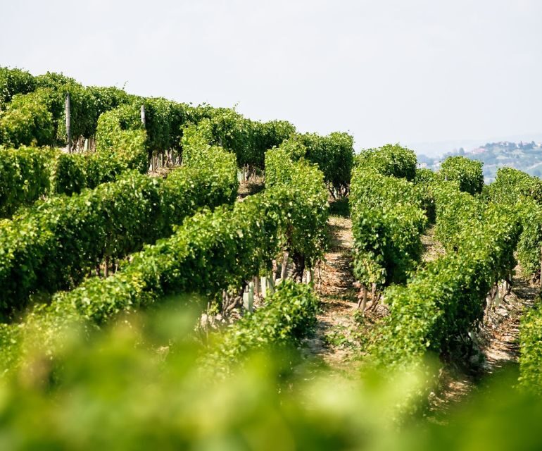 Langhe & Monferrato: Vineyard Tour and Wine Tasting - Accessibility and Visitor Information