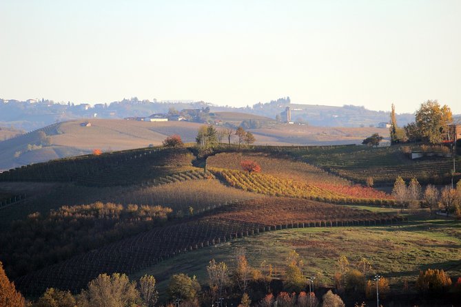 Langhe (Piedmont): Wine Tasting Experience - Customer Feedback and Testimonials