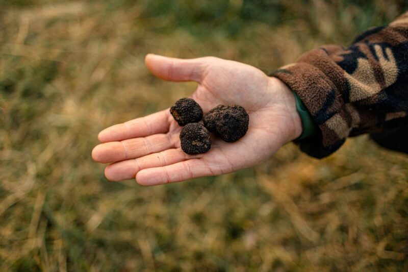 Langhe: Sunset Truffle Hunting With Tasting and Wine - Itinerary Details
