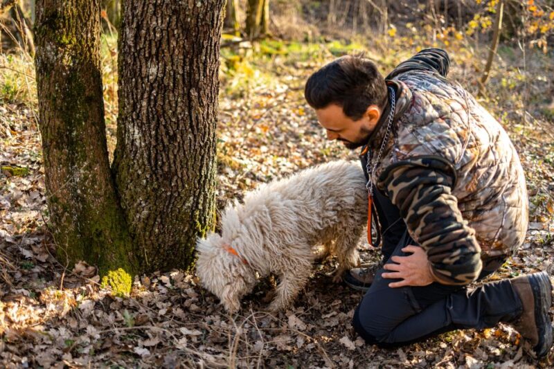 Langhe: Sunset Truffle Hunting With Tasting and Wine - Truffle Hunting