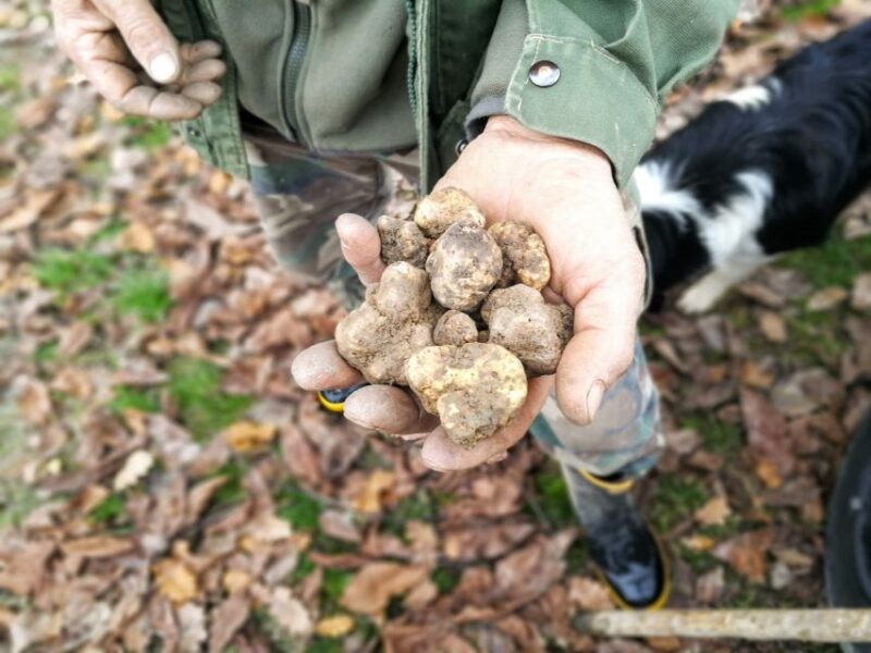Langhe: Truffle Hunting Experience - What to Bring and Requirements
