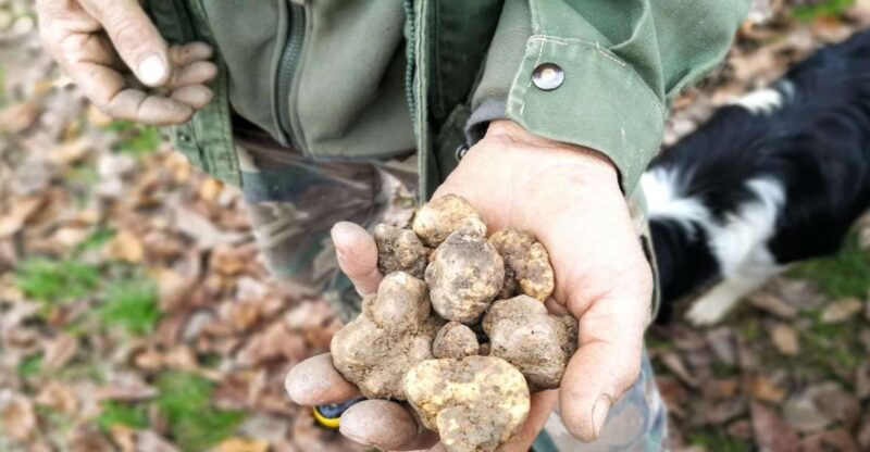 Langhe: Truffle Hunting Experience - Participant Information