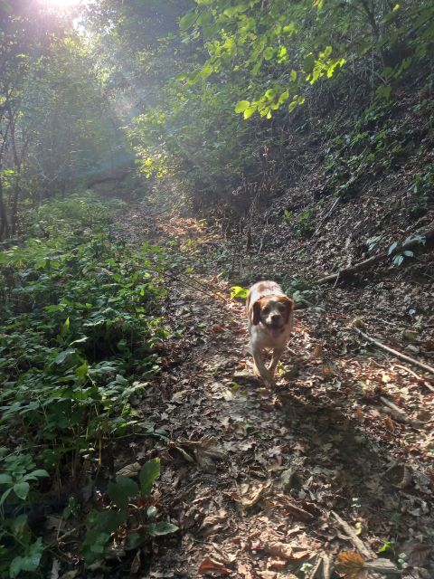 Langhe: Truffle Hunting Experience - Frequently Asked Questions