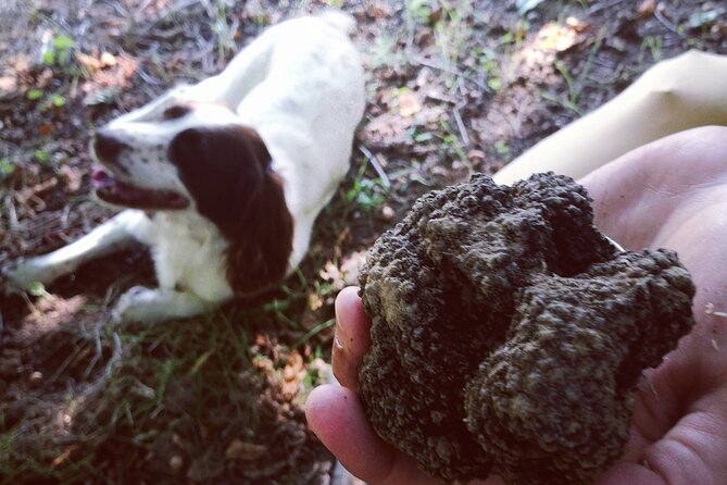 Langhe Truffle Hunting Experience - Traveler Feedback