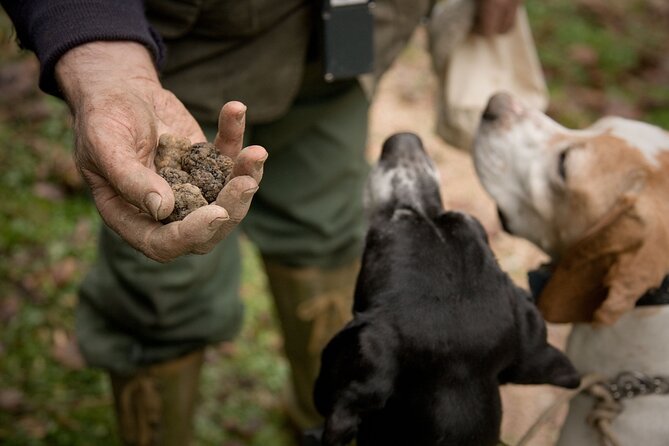 Langhe Truffle Hunting Experience - Truffle Hunting Traditions