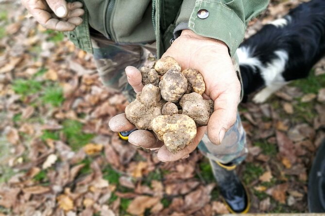 Langhe Truffle Hunting Experience - Discovering Piedmont Culture