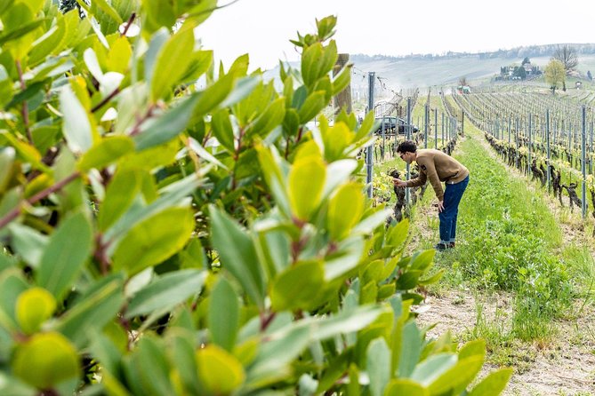 Langhe Wine Tour and Tasting - One Day With a Somm - Minimum Guests and Accessibility