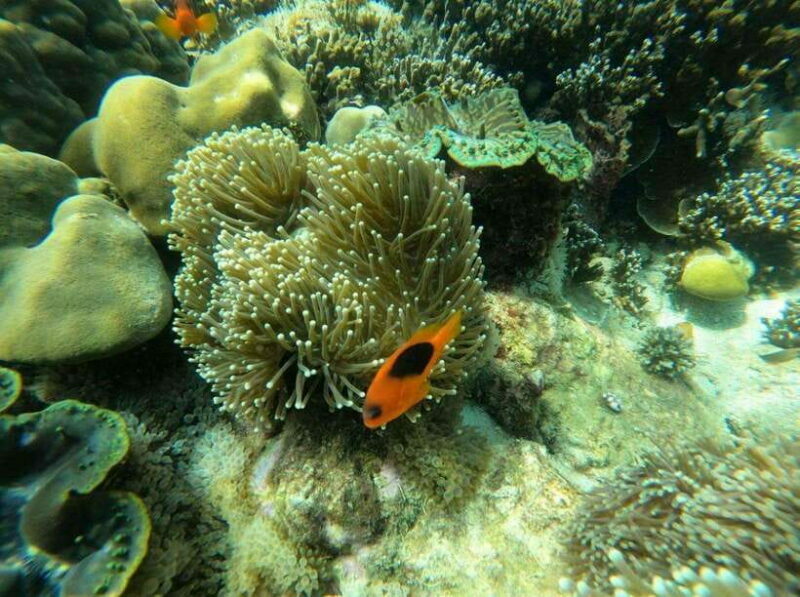 Langkawi: Dangli Island Snorkel and Swim Speedboat Tour - The Beach Alternative: Pantai Pasir Panjang