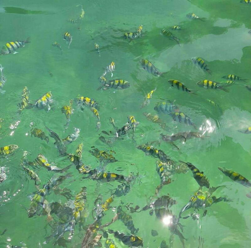 Langkawi: Dangli Island Snorkel and Swim Speedboat Tour - Who Would Love This Tour?