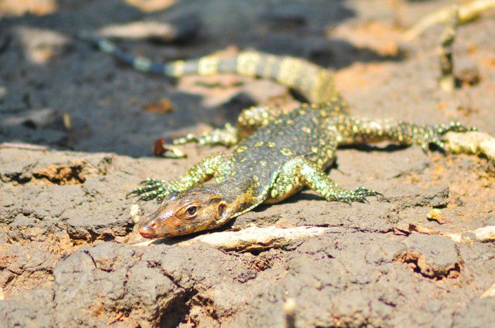 Langkawi: Full-Day Mangrove Safari Boat Tour With Lunch - Optional Lunch and Beach