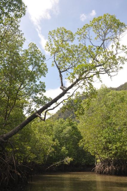Langkawi: Full-Day Mangrove Safari Boat Tour With Lunch - What to Bring and Not