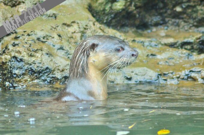 Langkawi: Full-Day Mangrove Safari Boat Tour With Lunch - Frequently Asked Questions