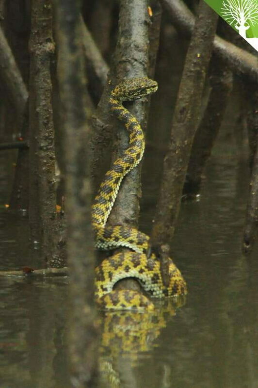 Langkawi: Kilim River Mangrove Safari Kayaking Tour - An In-Depth Look at What to Expect
