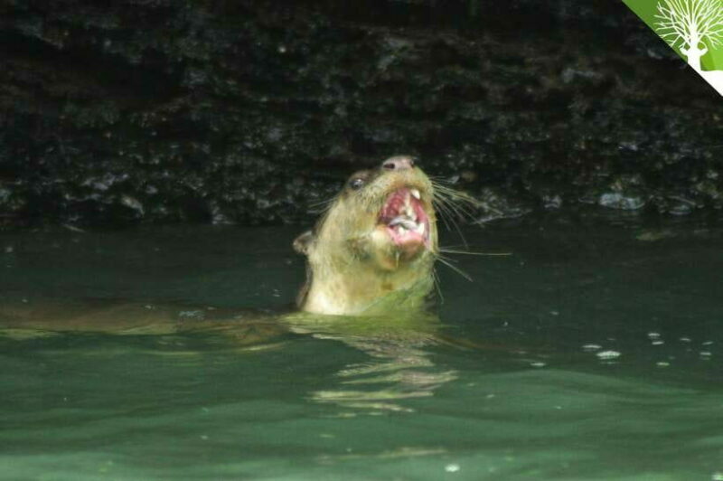 Langkawi: Kilim River Mangrove Safari Kayaking Tour - Value and Practical Considerations