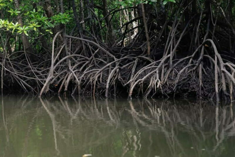 Langkawi Mangrove Group Boat Tour - Start with Hotel Pickup and Introduction