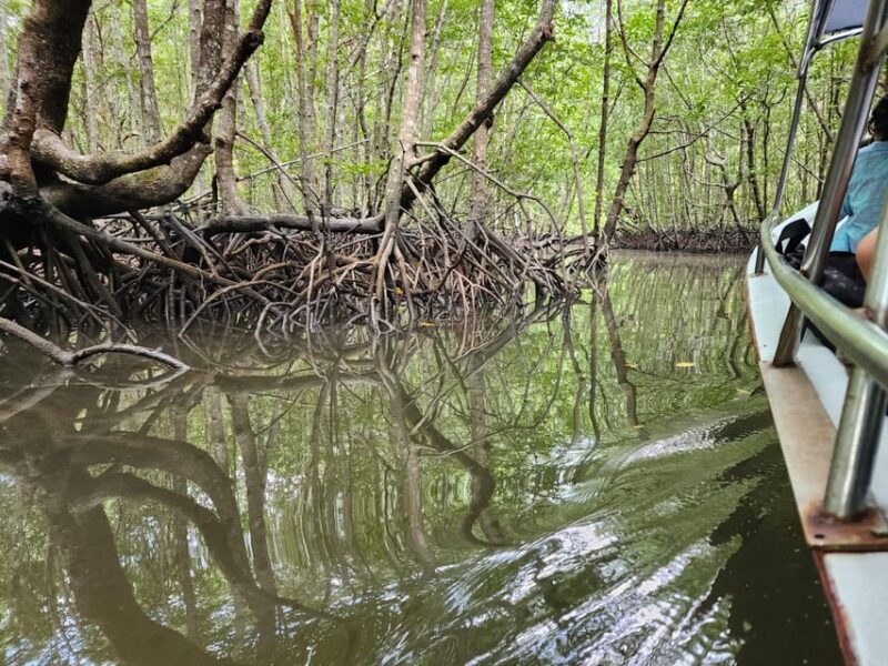 Langkawi : Mangrove Kayak Tour With Lunch (Afternoon) - Itinerary Highlights