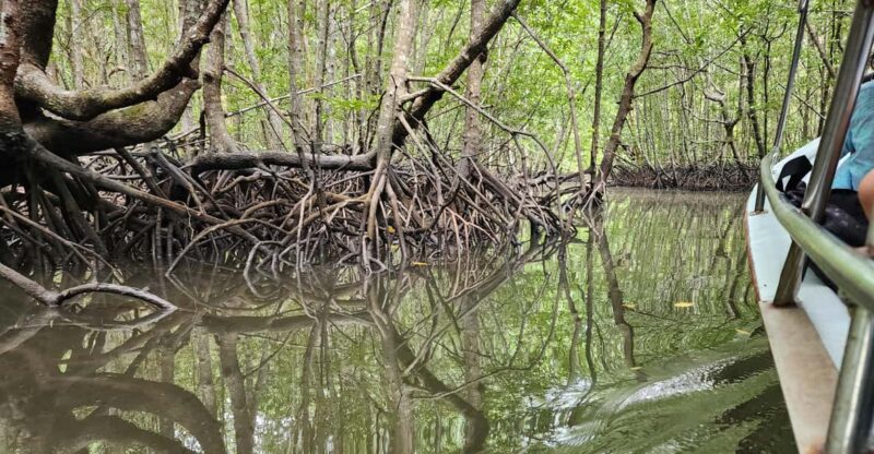 Langkawi : Mangrove Kayak Tour With Lunch (Afternoon) - Inclusions