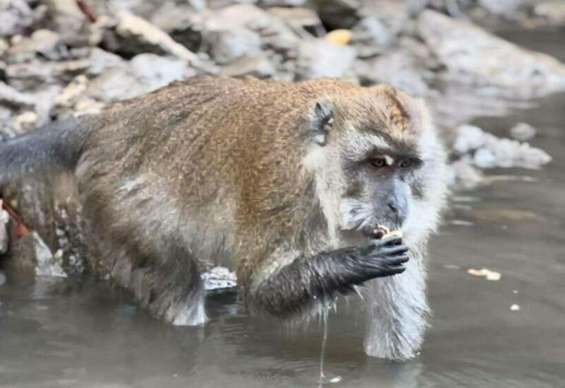 Langkawi Mangrove Monkey Package - Introduction