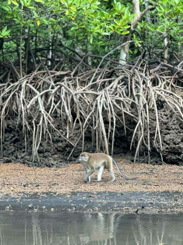 Langkawi Mangrove Monkey Package - The Sum Up