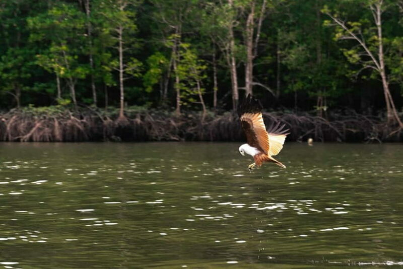 Langkawi: Mangrove River Cruise Sharing 3 Hours - Key Points