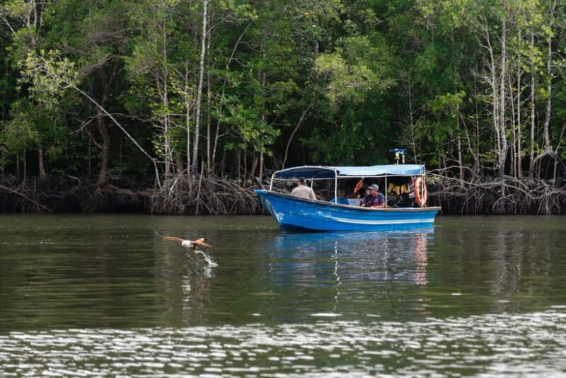 Langkawi: Mangrove River Cruise Sharing 3 Hours - The Itinerary: What to Expect on the Langkawi Mangrove River Cruise
