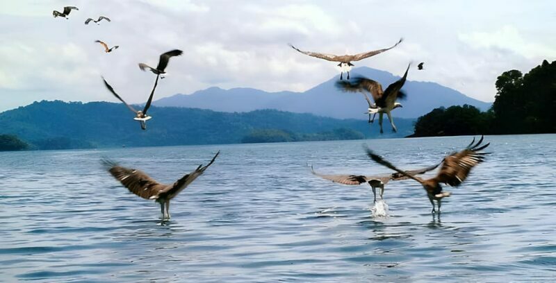 Langkawi: Mangrove Tour with Kilim Geoforest Park & Bat Cave - FAQ