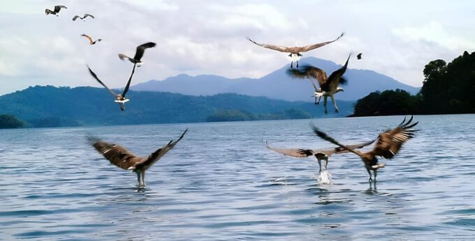 Langkawi: Mangrove Tours With Options - Important Tour Details